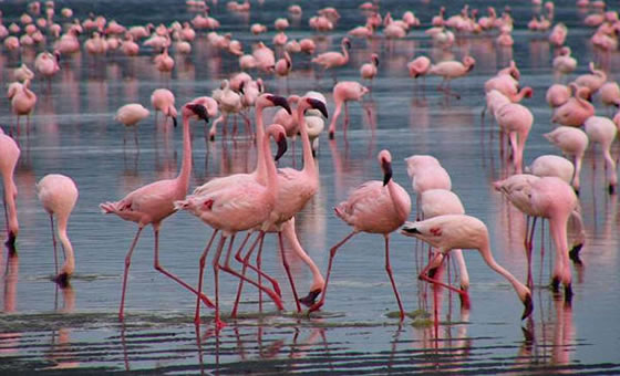 3 Days 2 Nights Kenya Safari Holiday Package to Lake Nakuru National Park 